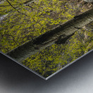 Discovering Hidden Beauty: Aspen Grove Behind the Lake Metal print