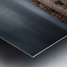 Lone Tree in Saint Bernards-3 Metal print