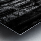 Sun Lighted Cypress -1 Metal print