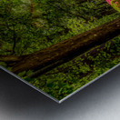 Whispers of Time: An Colorful Enchanted Shack at Swan Lake & Iris Garden Metal print