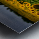 Single Sunflower Metal print