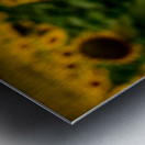 Corner Sunflower: A Radiant Touch of Natures Beauty Metal print