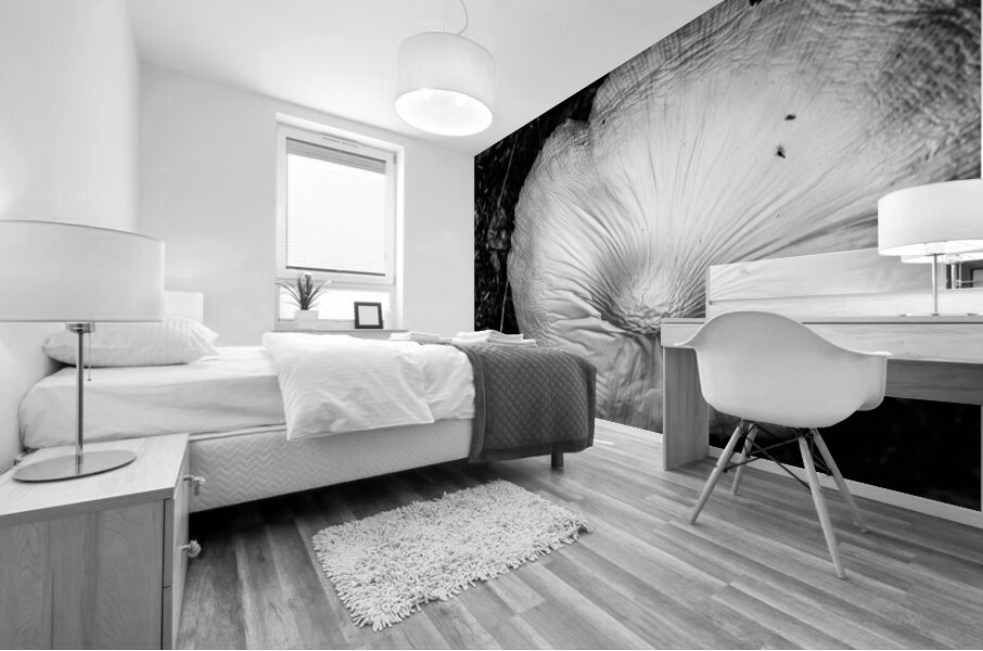 Montana Ranch Shroom: Prairie Path Fungus Mural print