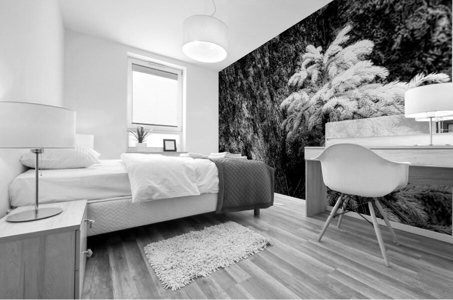 Exploring Sylvan Lake: Small Pine on a Rock Mural print