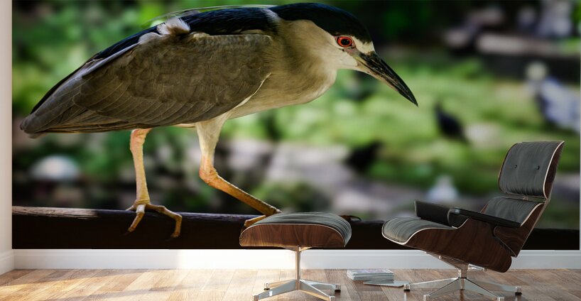 Flight of Discovery: Birdwatching Adventures in Homosassa Wall Murals