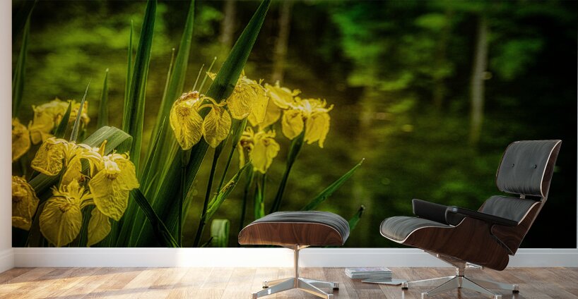 Sun Kissed Blooms: Michaux Forests Yellow Flowers by Small Pond Wall Murals