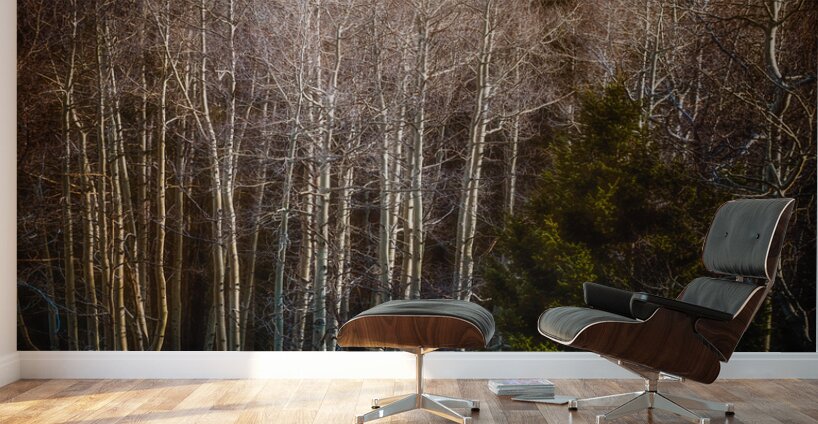 Mueller Aspen Series: Whispers of Fall Wall Murals