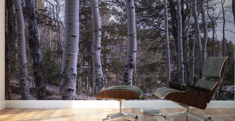 Mueller Aspen Series: Aspen Tree Trail Wall Murals