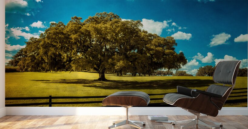 Majestic Oak: Exploring Ocalas Enchanting Back Roads Wall Murals