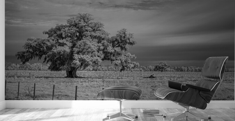 Lone Tree in Saint Bernards 1 Wall Murals