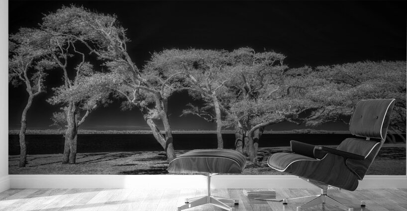 Enchanted Canopy: Exploring Gulf Shores Mystical Oaks Wall Murals