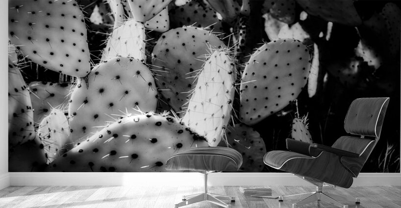 Textures of the Desert Wall Murals