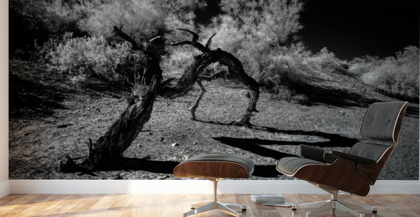 Desert Trees Shadowy Dance Wall Murals