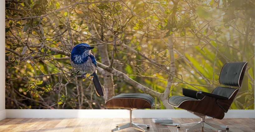 A Feathery Connection: Bluebird Serendipity Wall Murals