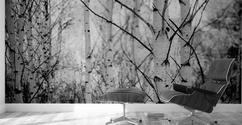 Contrasts in Woodland Quiet Wall Murals