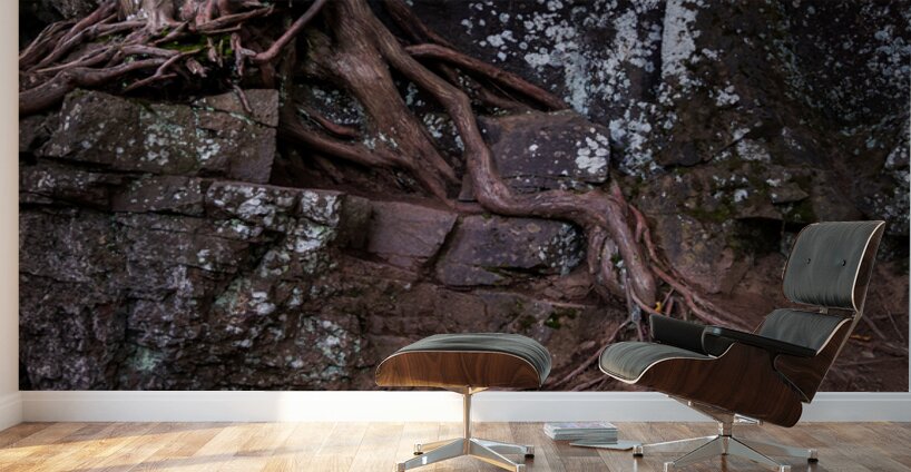 Ancient Bonds of Stone and Root Wall Murals