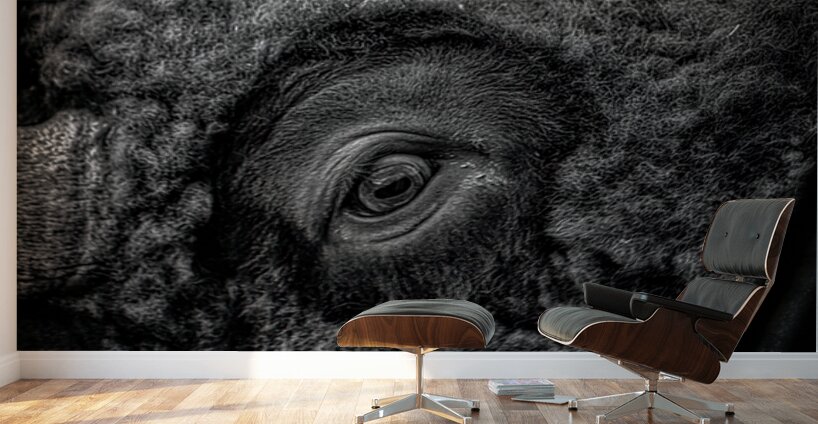 Soulful Gaze of the Bison Wall Murals