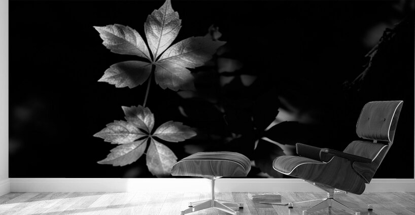 The Leaf That Floats Wall Murals