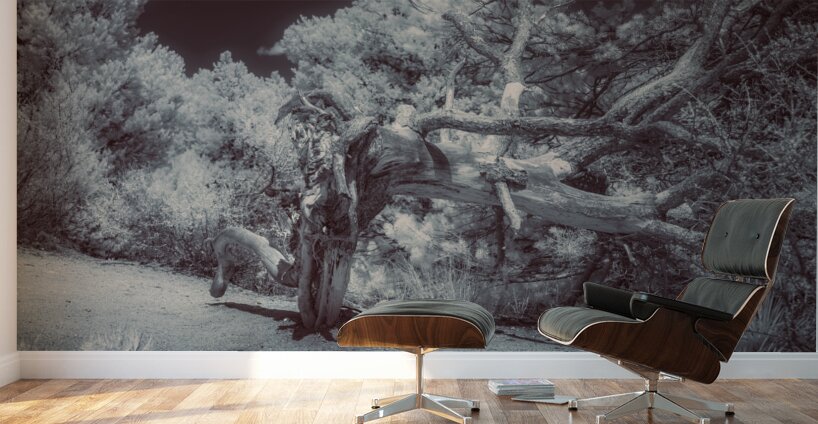 Natures Ancient Dance Wall Murals