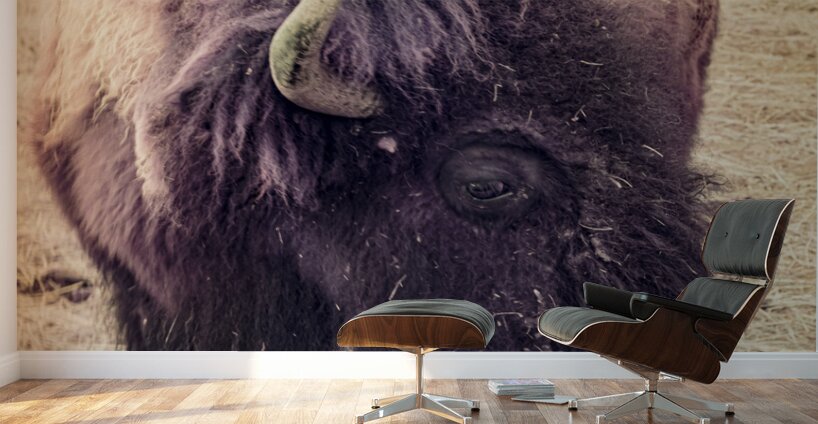 Mane of the Plains Wall Murals