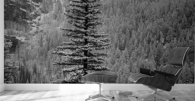 Lone Snowy Pine Wall Murals