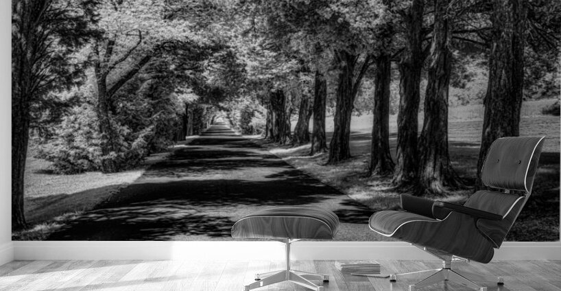 Shadows Path Beckons Wall Murals