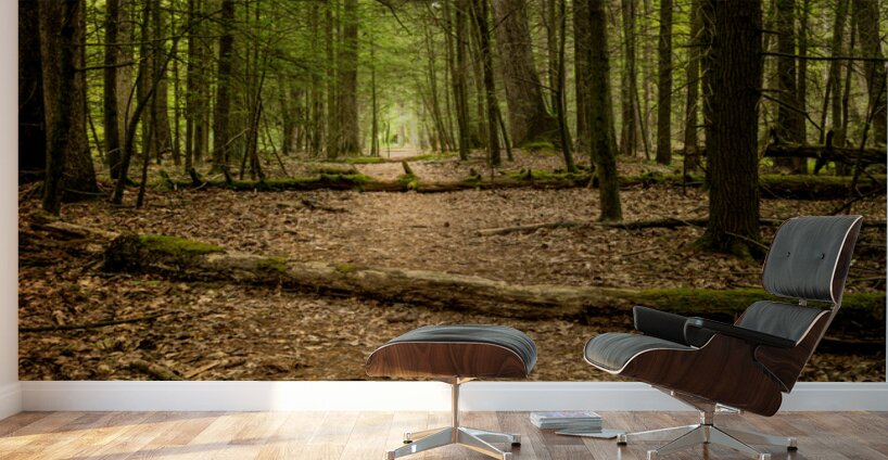 Path in the woods Wall Murals