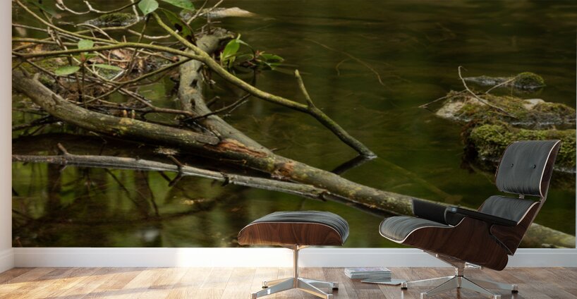 Woodlands Gentle Rapids Wall Murals