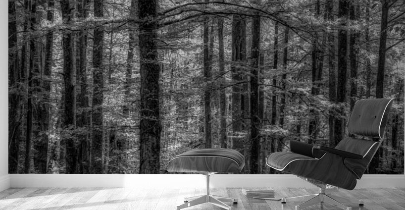 Cypress Whispers at Dawn Wall Murals