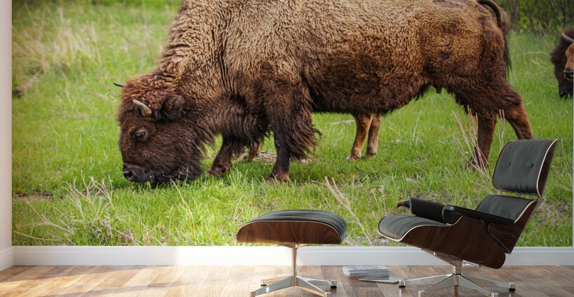 Bison Tales: Prairie Presence Wall Murals