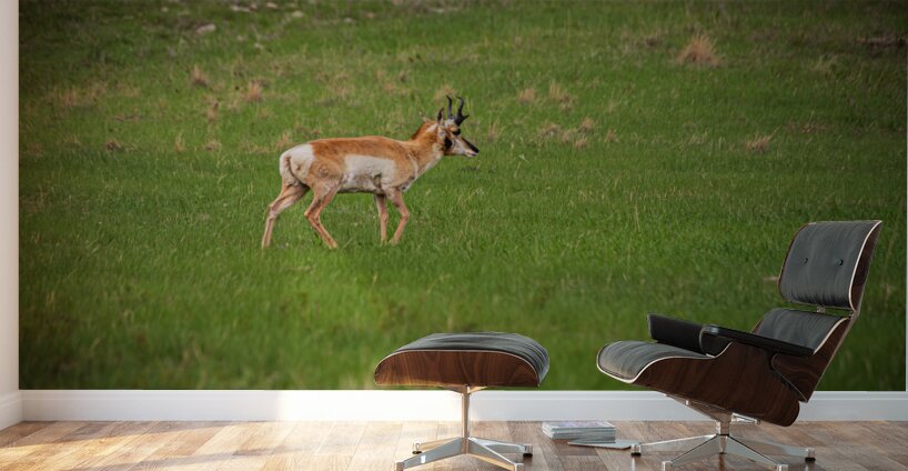 Boundless Horizons: A Pronghorns Journey through Custers Wildlife Loop Wall Murals