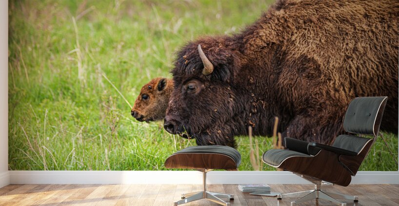 Bison Tales: Guardians of the Grasslands Wall Murals