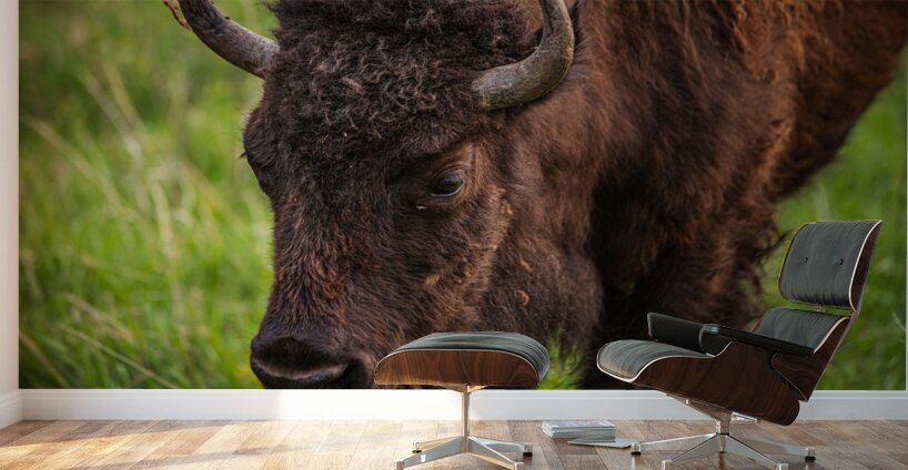 Bison Tales: Wisdom of the Herd Wall Murals