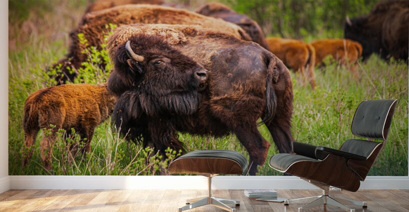 Bison Tales: Got an Itch Wall Murals