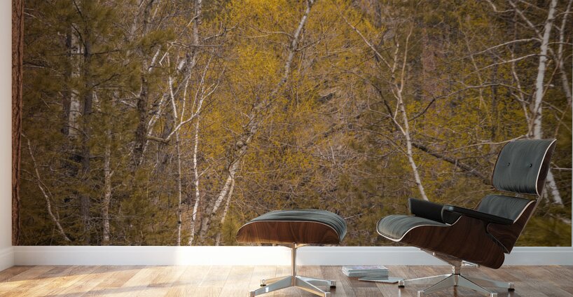 Wilderness Whispers: Grace Coolidge Creek Wall Murals