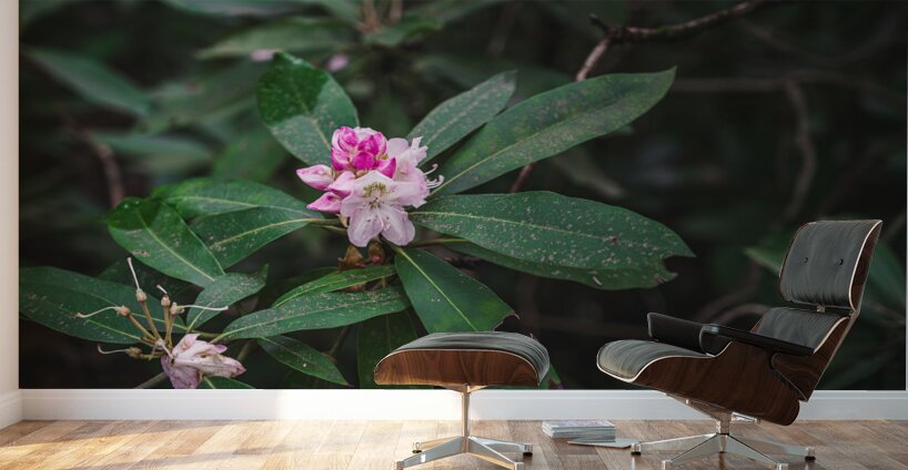 Rhodie - 2 Wall Murals