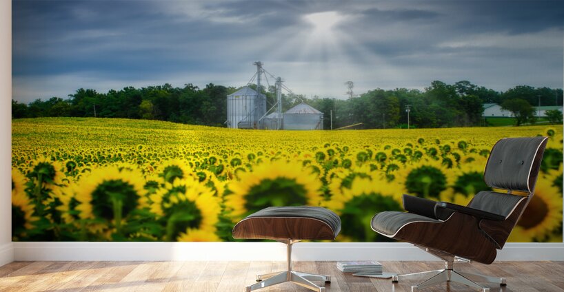 All Hail: A Golden Tapestry of Sunflowers Basking in Sunlight Wall Murals