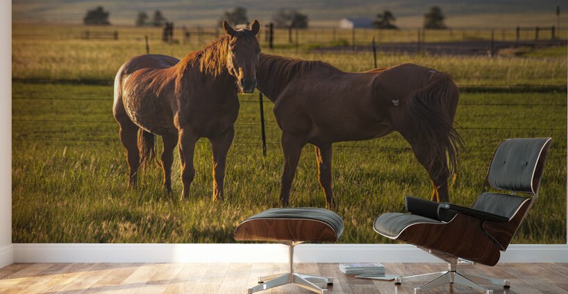 Equine Harmony in Billings Wall Murals