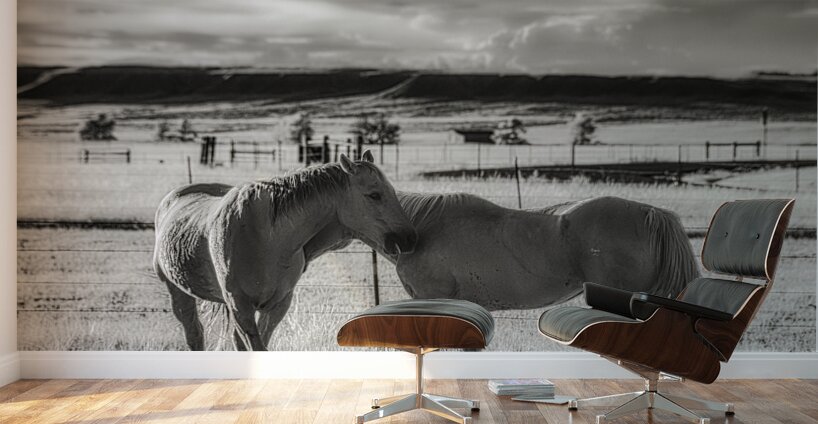 Equine Connection Wall Murals