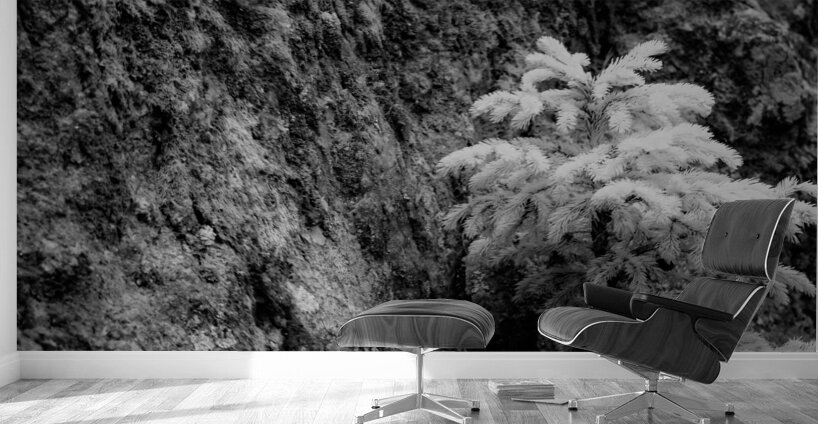 Small Pine on a Rock Wall Murals