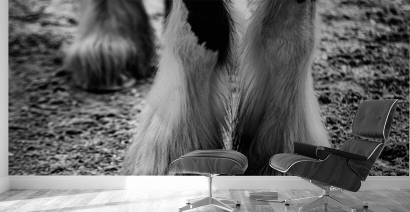 Hoofed Elegance: Exploring the Intricate Details of a Florida Horse Wall Murals