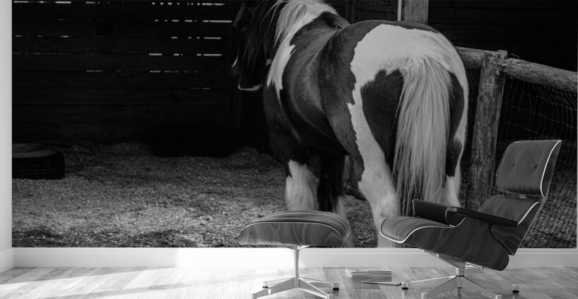 Mystique Unveiled: Capturing the Hidden Spirit of a Florida Horse Wall Murals