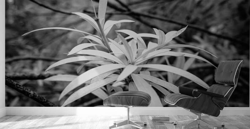 Rainy Day Wonders: Exploring Saint Marys Parks and the Intriguing Palm Tree Shoot Wall Murals