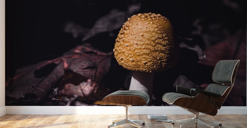 Mystical Fungi: Helmet among the Dead Leaves Wall Murals