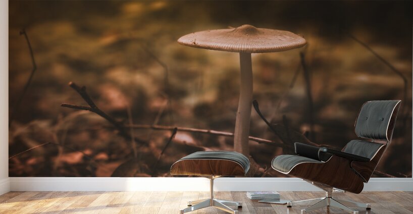 Mystical Fungi: Pale Amidst Sun-Dappled Leaves Wall Murals