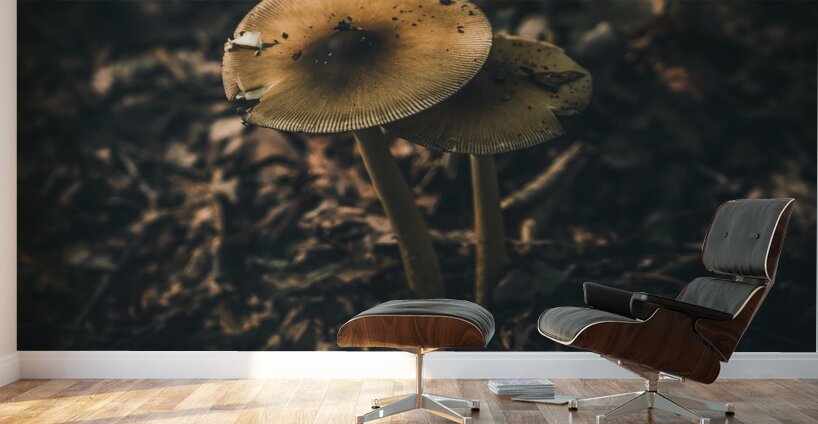 Mystical Fungi: Guardian Shroom by the Forest Path Wall Murals