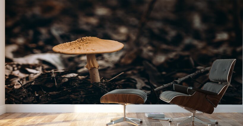 Mystical Fungi: Gloomy Shroom Wall Murals