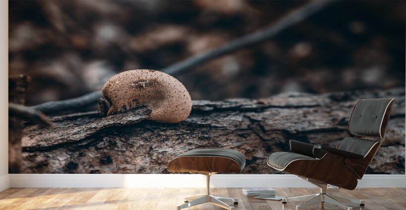 Mystical Fungi: Sluggish Amidst Rooting Trees Wall Murals