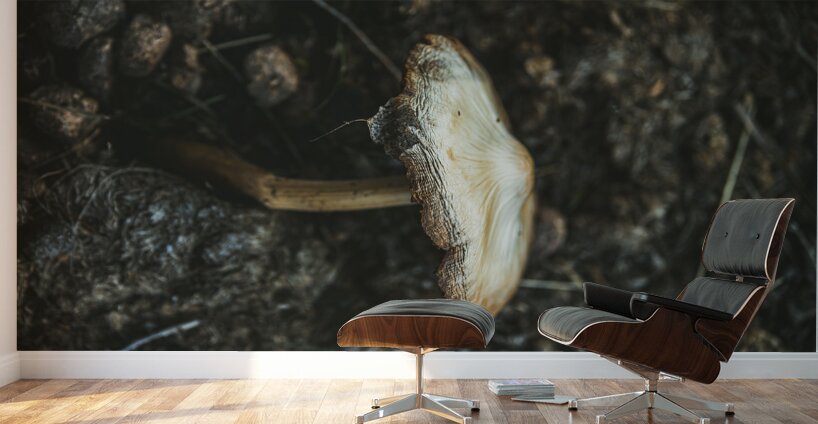 Montana Ranch Shroom: Highland Horseshoe Fungus Wall Murals
