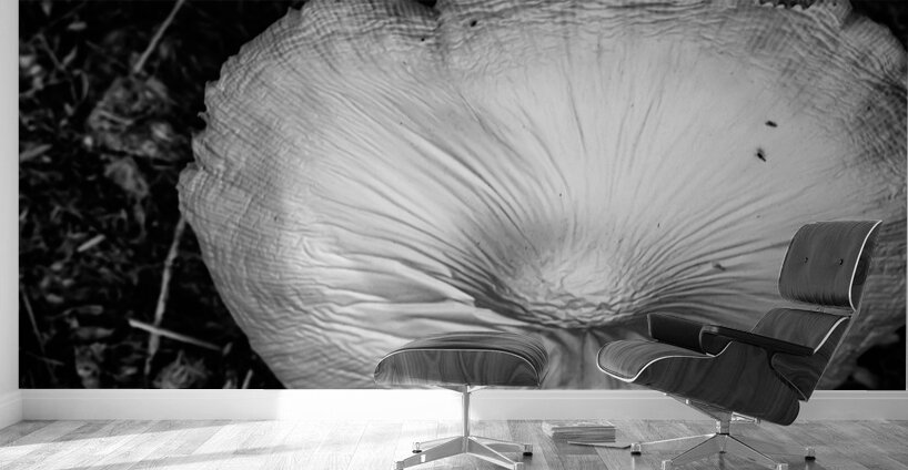 Montana Ranch Shroom: Prairie Path Fungus Wall Murals